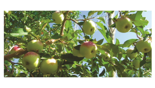 بررسی اثر کود پتاس مایع 42 درصد شرکت آتیه سازان ماه نشان بر روی رنگ‌آوری سیب 